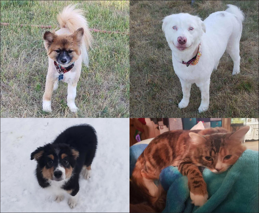 missing pets group